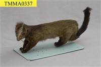 藏品(白鼻心)的圖片